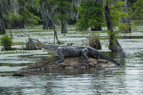Alligator en Louisiane