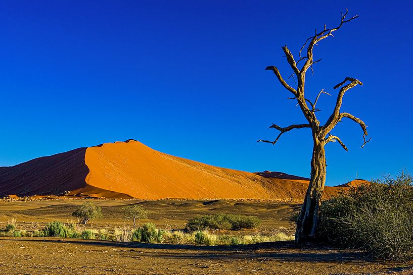 Arbre devant une dune par Peter Michel