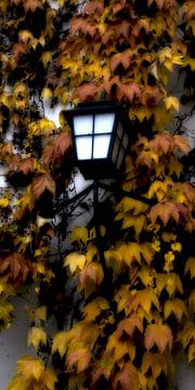 Herfst lichten van Christine Nöhmeier