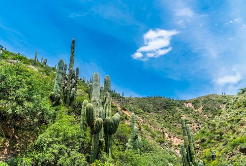 Kaktussen in Los Cardones (National Park) in the Salta Provence , Argentina van Ivo de Rooij