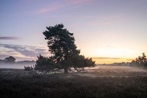 Westruper Heide, Haltern am See, Nordrhein-Westfalen, Deutschland