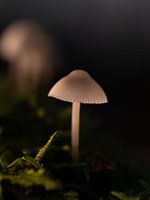 Light Beneath