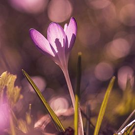 Crocus au soleil sur caroline wijnmaalen