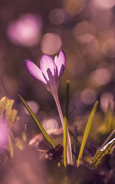 Crocus au soleil par caroline wijnmaalen