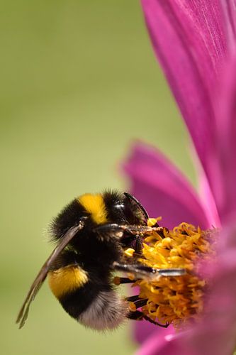 Hommel op cosmea