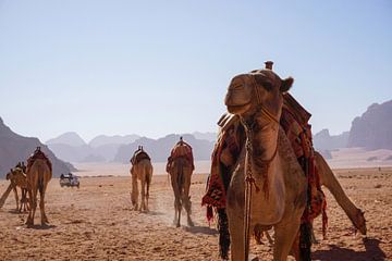 Camel in the desert by Sofie Raaijmakers