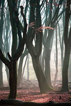 Foggy morning in the autumn forest on the Veluwe! by Peter Haastrecht, van