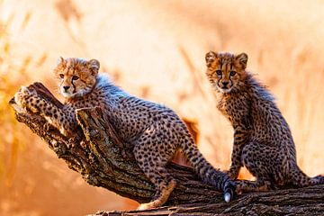 Young cheetahs by Ken Kühlbrandt