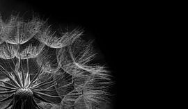 Dandelion by Mirakels Kiekje