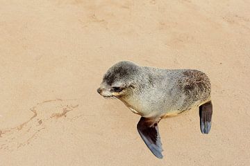 Baby fur seal by Inge Hogenbijl