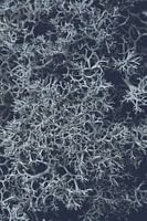 Stoer IJslands mos in blauwe retro tint | Natuur fotografie