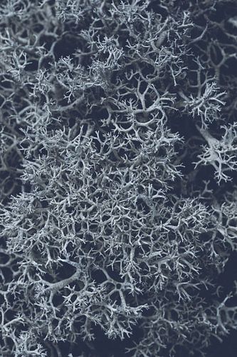 Stoer IJslands mos in blauwe retro tint | Natuur fotografie