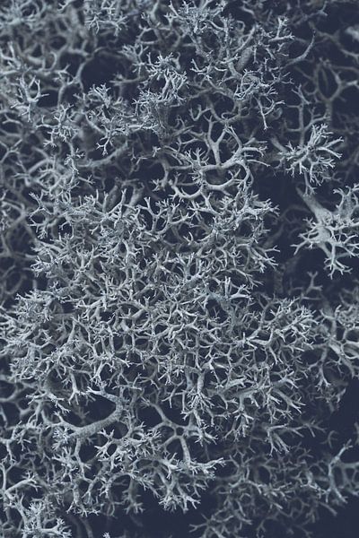 Stoer IJslands mos in blauwe retro tint | Natuur fotografie van Denise Tiggelman