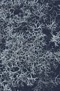 Stoer IJslands mos in blauwe retro tint | Natuur fotografie van Denise Tiggelman thumbnail