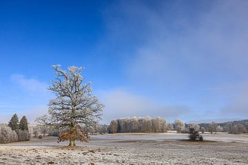 Winterlandschap Irndorfer Hardt in het natuurpark Obere Donau van BlattArt - Christine Horn