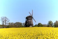 Windmolen in het koolzaadveld