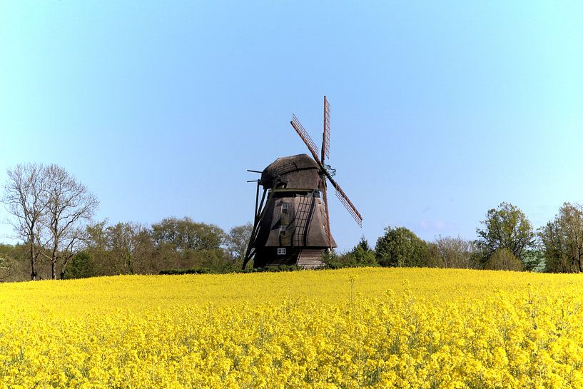 Windmühle im Rapsfeld von Ines Thun