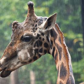 Giraffe in de regen van Richard Kuipers