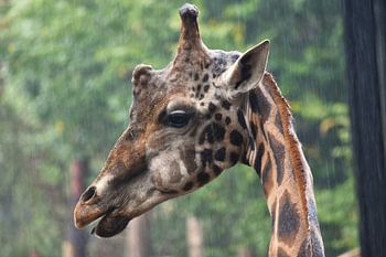 Girafe sous la pluie