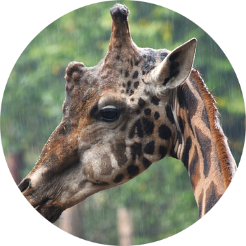 Giraffe in de regen
