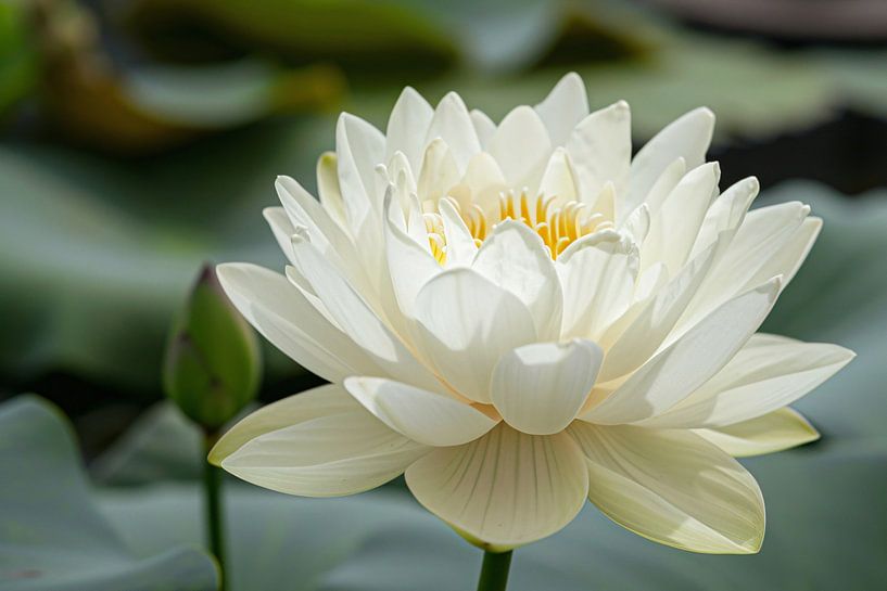 Close-up of a serene white lotus by Imperial Art House