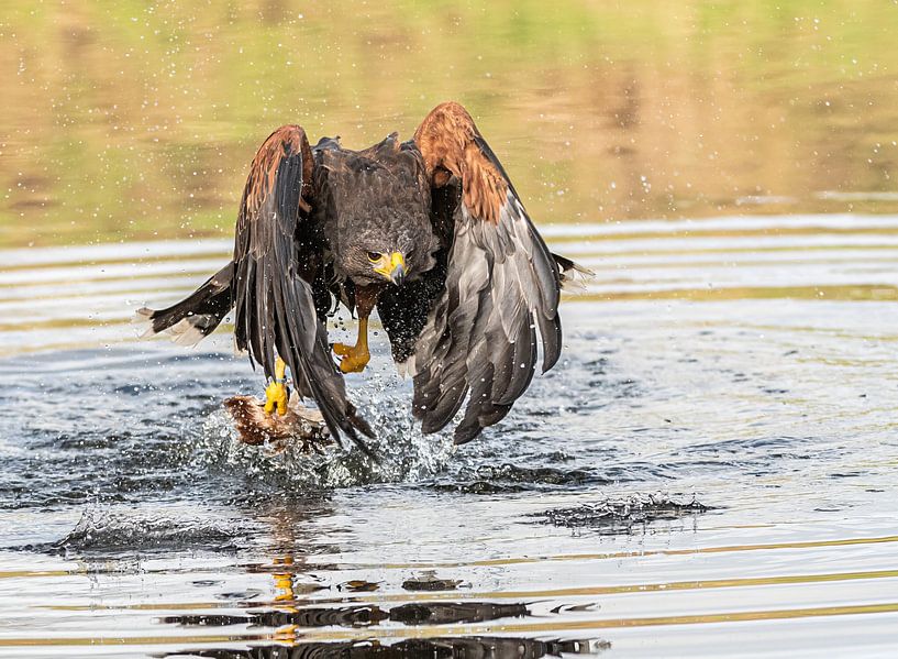 Buzzard with prey by Lies Bakker