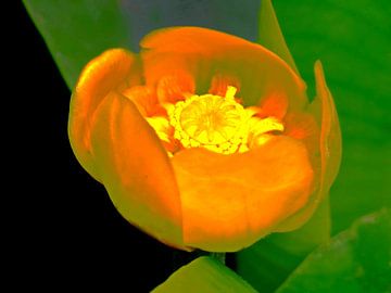 Gele Waterlelie by Eduard Lamping