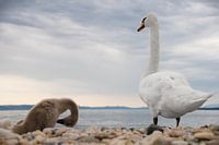 La famille Swan