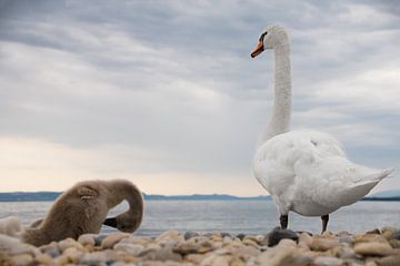Swan family by F Blouw