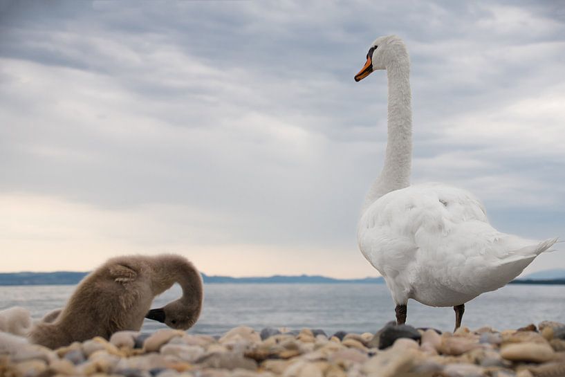 Swan family by FBfotografie