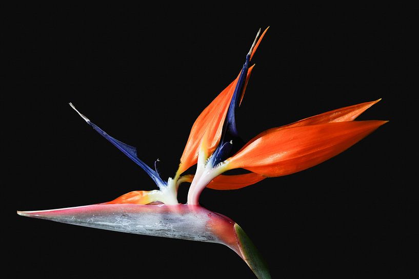 Fleur d'oiseau de paradis sur un fond noir par Nicole