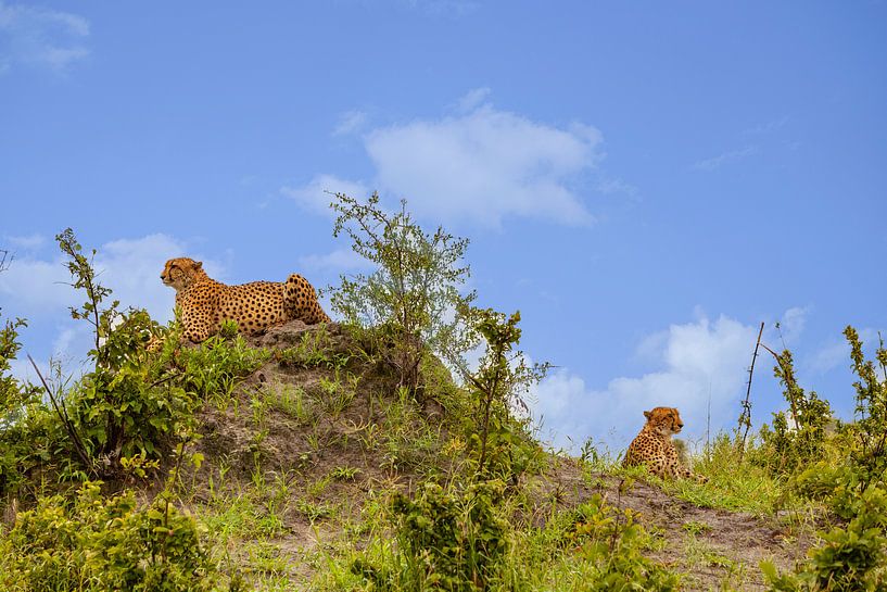 Two brothers - cheetahs by Puravida - Photography and photo art