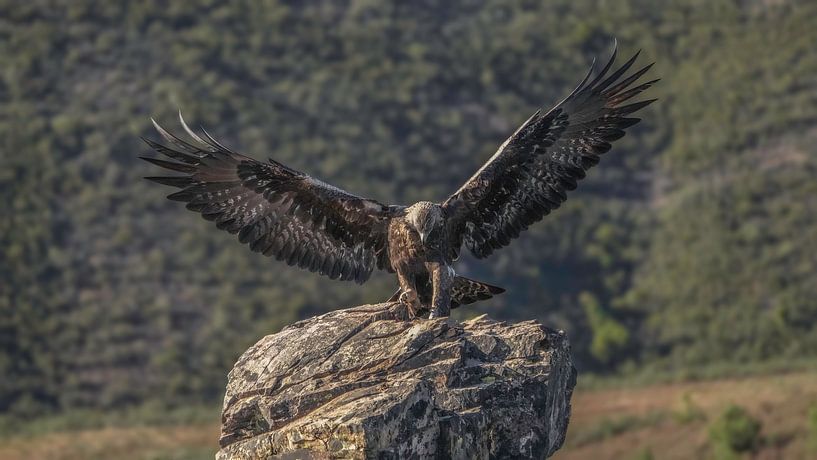 die Schwingen dieses Steinadlers hier in den Bergen sind ausgebreitet von Hans Hut