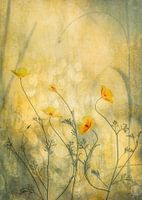 Orange fairies