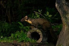 Marder im Wald