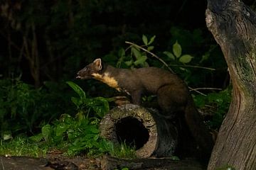 Marten in the forest by Merijn Loch