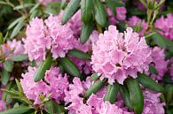 Pink Rhododendron Flower, Close-Up, Germany by Torsten Krüger thumbnail