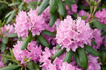 Roze rododendronbloem, close-up, Duitsland van Torsten Krüger