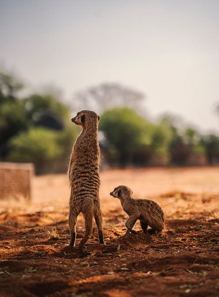 Erdmännchen in der Kalahari von Namibia, Afrika von Patrick Groß