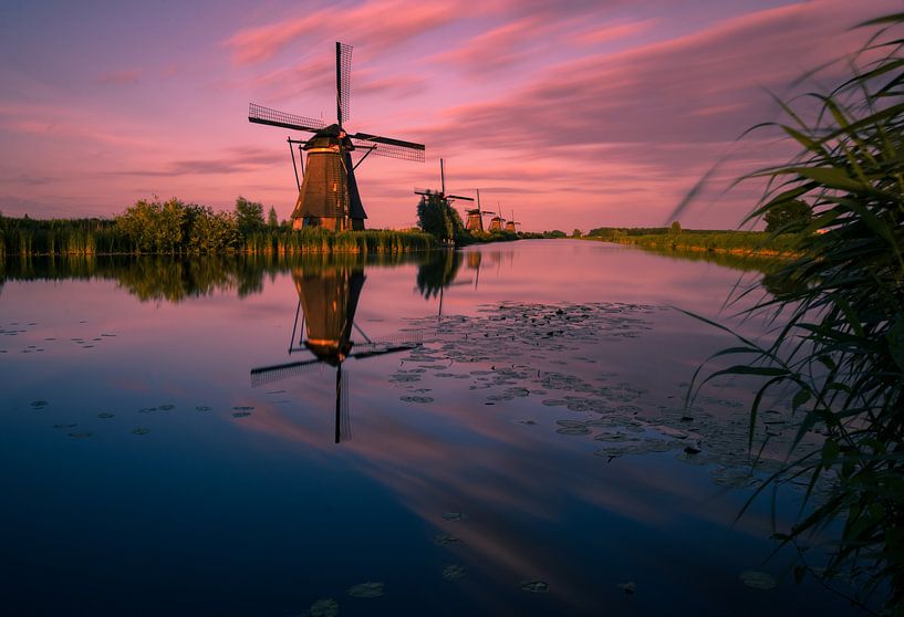 Kinderdijk in paars by Rob Bout