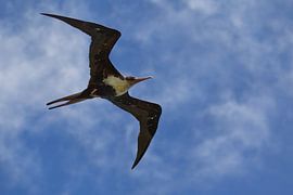 Gestreepte Fregatvogel (Fregata minor)