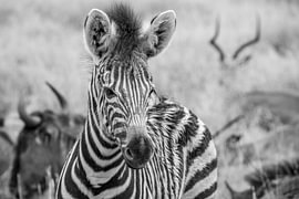 Baby zebra, zwart wit
