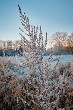 Winterpoëzie in het natuurreservaat Bünde | Deel III