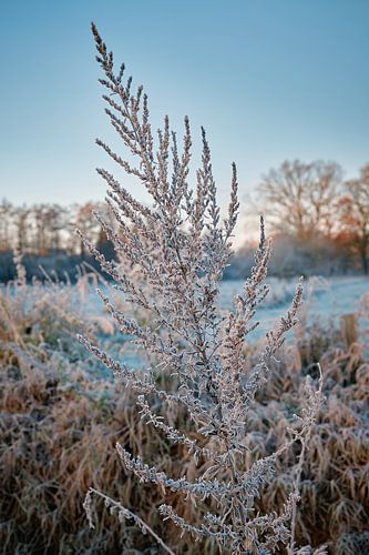 Winterpoëzie in het natuurreservaat Bünde | Deel III