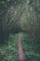 Bos vlakbij The Old Harry Rocks, United Kingdom