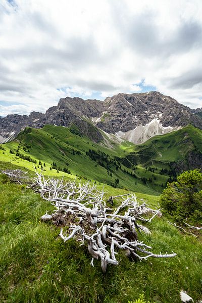 rooty view of the Großer Daumen and the Allgäu Alps by Leo Schindzielorz
