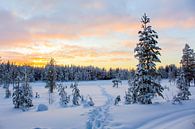 Pad door de sneeuw met mooie lucht in Fins Lapland van Phillipson Photography thumbnail