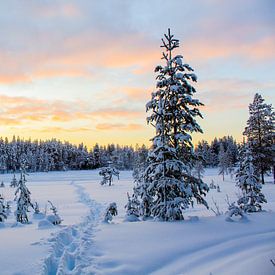 Pad door de sneeuw met mooie lucht in Fins Lapland van Phillipson Photography