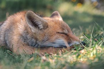 Jonge vos slaapt in het gras onder een boom van Jolanda Aalbers