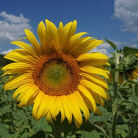 Sonnenblume in der Dordogne von Gerard van der Vries